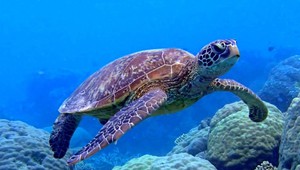 Ontdek de prachtige en beroemde onderwaterwereld van Bonaire.